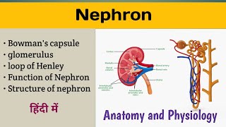 Nephron Anatomy and Physiology In Hindi  Structure and Function of Nephron  Glomerulus [upl. by Stetson888]