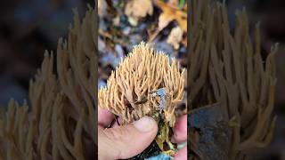 New coral mushroom video sorry about the noise natural wildmushrooms mushrooming nature wow [upl. by Aytida]