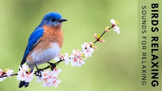 Birds Chirping  24 Hour Bird Sounds Relaxation Soothing Nature Sounds Birds Singing [upl. by Aitnas]