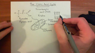 The Krebs Cycle Part 1 [upl. by Giliane]