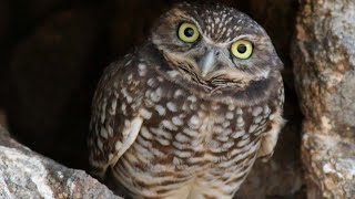 Burrowing owl [upl. by Tnaryb490]