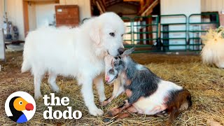 Dog Is Three Legged Goats Protector  The Dodo [upl. by Bruis]