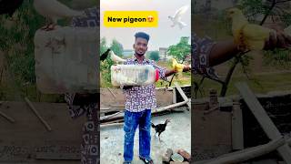 New pigeon le aaye😍 petlover pigeon pigeonvlogger minivlog birds kabutar newpigeon budgies [upl. by Leahcimaj]