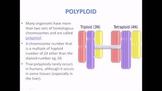 What is Polyploidy [upl. by Kerns766]