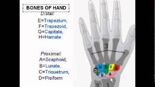 Carpal Bones Wrist bones [upl. by Guglielmo314]