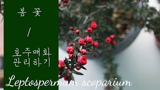 호주매화 봄 꽃 관리  가드닝클래스 Leptospermum scoparium Gardening Tips [upl. by Bocyaj]