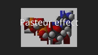 Pasteur effect [upl. by Knowles721]