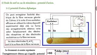 Communication nerveuse séquence 3 potentiel de repospotentiel daction [upl. by Robaina58]