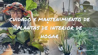 Jardinería de Interior de Hogar Propagación y Transplante de Plantas  Pandurata Lengua de Burro [upl. by Ninerb795]