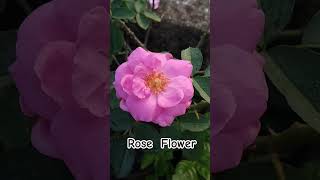 Rose Flower Fragrant Rose viral ytshorts rose shorts [upl. by Weylin258]