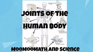 Joints in Human Body [upl. by Esinert]