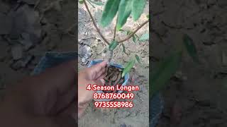 4 season longan ezonefly exoticfruitplants fruitplant viralvideo agriculture agriculture [upl. by Valiant]