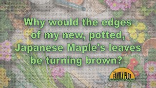 Why are the edges of the leaves on my Japanese maple turning brown [upl. by Jolee]