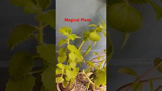 medicine plants ajwine trachyspermum ayurveda youtube trending nature origano chatani [upl. by Ariek]