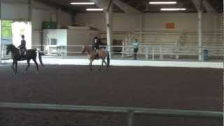 OAHA HalfArabian Sport Horse Under Saddle ATR [upl. by Ahsinehs]