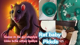 Rat baby pkkde to gusse m aa gyi Rat 🐀 😡😡  rat babies  mouse baby  baby rats squeaking [upl. by Dichy653]