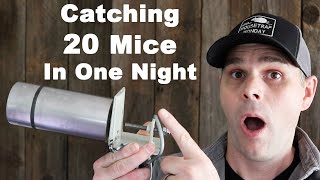 Impressive Mousetrap Catches 20 Mice In One Night Mousetrap Monday [upl. by Averil]