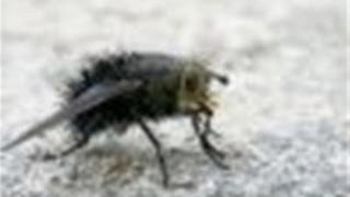 How To Handle Cluster Flies In Your House [upl. by Rubel847]