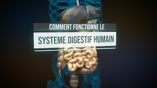 Comment fonctionne le système digestif humain  Animation [upl. by Aneroc628]