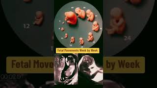 fetal movements week by week pregnancy pregnancyweekbyweek pregnancyscan [upl. by Arul245]