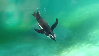 🐧 Penguin swimming [upl. by Conlin]