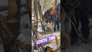 Trapping Coyotes The Snare Connects For A Quick Dispatch trapping trappingcoyotes [upl. by Leanora]