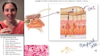 Special Senses 5 Olfactory pathways [upl. by Aivilo840]