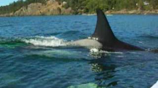 Kayaking with Killer Whales in the San Juan Islands [upl. by Eilema]