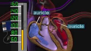 Systole and Diastole Blood Pressure [upl. by Etteiluj]