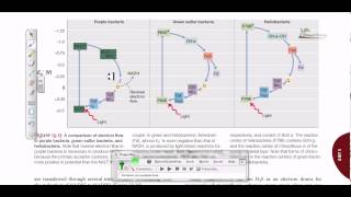 Comparison of electron flow in purple and green sulfur bacteria [upl. by Ydor]