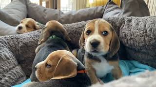 The Cutest Beagle Puppies EVER [upl. by Maclay]