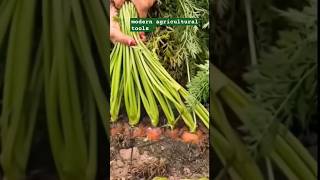 carrots 😍🥕🥕🥕☘️farming vegetables carrots viral short plants trending [upl. by Publius88]