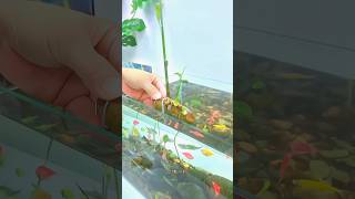 Ginger Fish Tank Trick for Healthy Fish [upl. by Aeht]