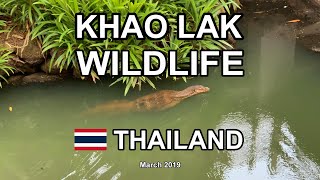 KHAO LAK 2019  WILDLIFE 4K [upl. by Aretse510]