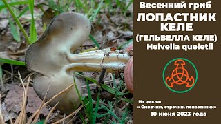 Весенний гриб Лопастник Келе Helvella queletii [upl. by Nylzaj]