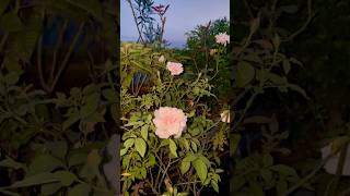 Rose Flowering Season is Coming shorts ytshorts gardening [upl. by Ten256]