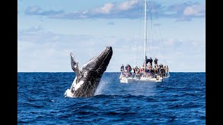 Rod Stewart  Sailing  Race Week The beautiful Whitsunday Islands Airlie Beach [upl. by Navarro]