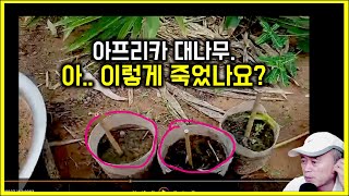 아프리카 대나무의 최대 위기가 왔다 대나무 죽은거야  세네갈에는 오직 한 종의 대나무만 abyssinica 종 대나무학명학명표기법 [upl. by Eidualc64]