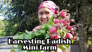 Harvesting Radish [upl. by Alinna]