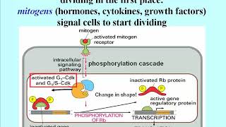 344 Retinoblastoma Rb Oncogene Gene Encodes Regulatory Subunit of a Transcription Factor [upl. by Arlina753]