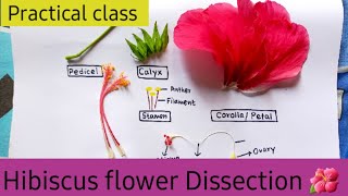 Dissection of Hibiscus Flower Practical Class 11 China Rose Dissection Experiment practical [upl. by Ecydnac]