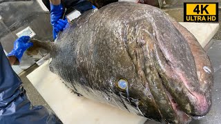 幻の巨大魚を凄腕仲買人が捌いていく！タマカイの解体 [upl. by Yllut]