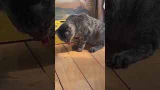 vomiting cat foryou funnypet Funny cat funnyvideos funnycat fypage [upl. by Ruffo146]