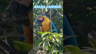 ARARA CANINDÉ [upl. by Lennor]