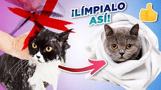 Cómo mantener a TU GATO LIMPIO SIN TENER QUE BAÑARLO 🧼🙀🛁  Rutina de limpieza para gatos [upl. by Eseerehs403]