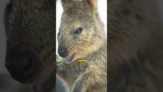 Places to Visit in Australia Perth and Rottnest Island [upl. by Eelyak]