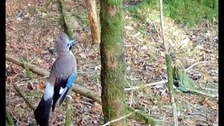 Sparrowhawk Chasing Jay [upl. by Eelsnia]