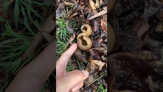 Weird Mushrooms Growing From Wood Chips 木片长出了奇怪的蘑菇 mushroom 蘑菇 wildmushrooms 野生菌 [upl. by Drof]