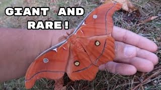 A rare giant Antheraea godmani male [upl. by Prisca]