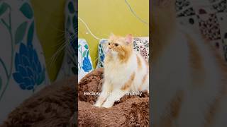 Billu ne kiya case solve😳😱catcomedy comedy billucat sajidcat cat catlover catworld [upl. by Ignacia]